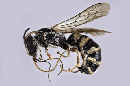 [Ochreriades fasciatus male (lateral/side view) thumbnail]